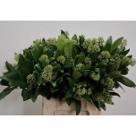 Skimmia Silvretta 50cm