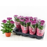 Chrysanthemum indi supernova purple 13cm