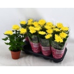 Chrysanthemum Krüsanteem indi supernova yellow 13cm