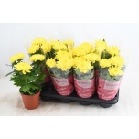 Chrysanthemum Krüsanteem indi supernova yellow 13cm
