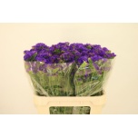 Limonium Parkjuur S Sea Sun Birds 80cm