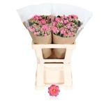 Kalanchoe Diamond Pink 50cm