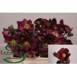 Helleborus Lumeroos Sara Red 35cm