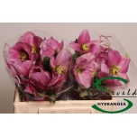 Helleborus Lumeroos Bella pink 35cm