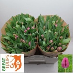 Tulp si Furand Purple