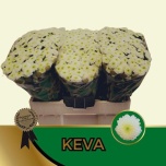 Chrysanthemum Krüsanteem SANTINI Keva*25