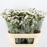 Limonium Parkjuur Fros Sun Birds 75cm