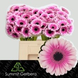 Gerbera MINI Leando*20
