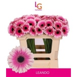 Gerbera MINI Leando*20