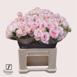 Kobarroos 40cm Loves me with fatal attraction