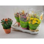 Chrysanthemum Krüsanteem indi homerun mix 15cm
