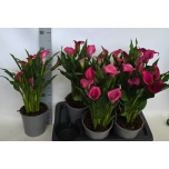 Zantedeschia Kalla Zazu 17cm