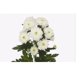 Chrysanthemum Krüsanteem SP Casino*5