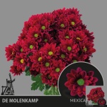 Chrysanthemum Krüsanteem SP Mexicano 75g*5