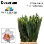 Narcissus Nartsiss Pink Perfection