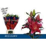 Lilium Liilia OR Red Dawn 100cm