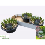 Muscari Kobarhüatsint Manon 23cm