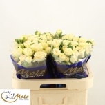 Kobarroos 60cm Summerrose