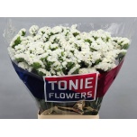 Limonium Parkjuur S Frost Wings 70cm