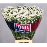 Limonium Parkjuur S Frost Wings 80cm