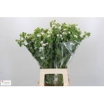 Oxypetalum Lõunatäht Perf White Harmony 70cm