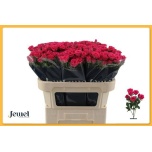 Kobarroos 70cm Pink Yo-yo