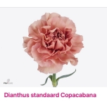 Dianthus Nelk ST COPACABANA (CO)*20