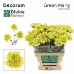 Dianthus Nelk ST Green Marty*20