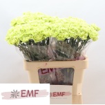 Dianthus Nelk ST Green Marty*20