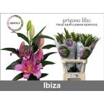 Lilium Liilia OR Ibiza 80cm