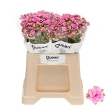 Kalanchoe Kalanhoe taffy pink meadow 40cm