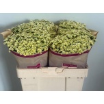 Tanacetum Neitsikummel Orinoco*25