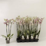 Phalaenopsis Kuuking anth marrakesh 12cm h55 3õv