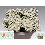 Tanacetum Neitsikummel Rio 50-55cm*25