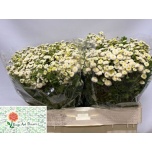 Tanacetum Neitsikummel Rio 50cm*25