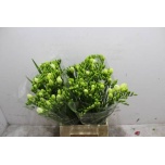Freesia Maestro