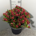 Skimmia other 31cm