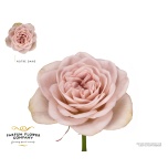 Roos 50cm Notre Dame