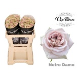 Roos 50cm Notre Dame