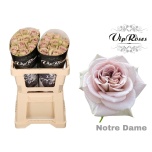 Roos 50cm Notre Dame