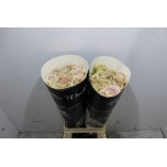 Roos 70cm Notre Dame