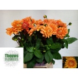 Dahlia Daalia Sylvia 50cm