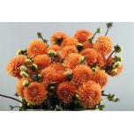 Dahlia Daalia Sylvia 55cm
