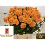 Dahlia Daalia Sylvia 70cm