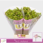 Freesia Emily