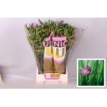 Freesia Emily
