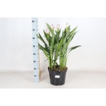 Curcuma Kollajuur siam swing 26cm