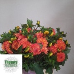 Dahlia Daalia Souvenir D´ete 50cm