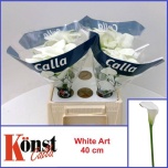 Zantedeschia Kalla White Art 40cm