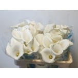 Zantedeschia Kalla White Art 50cm